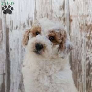 Mack, Mini Labradoodle Puppy